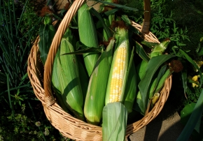 Kukurūzų derlius 2011